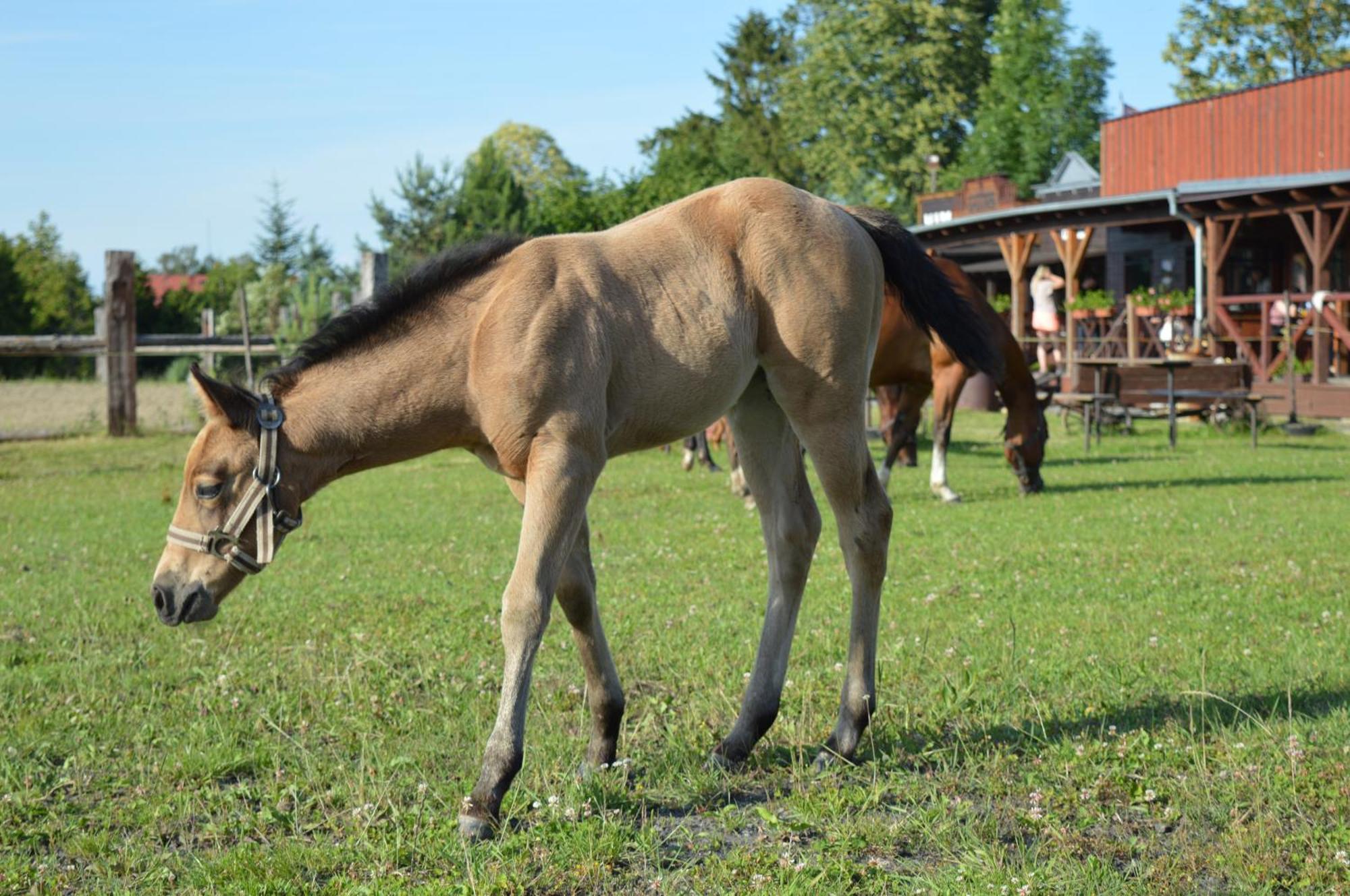 Bubla City Ranch Kopřivnice Eksteriør bilde